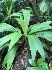 Molineria capitulata