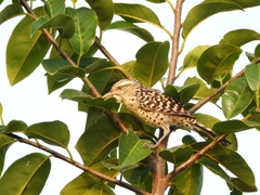 Campylorhynchus zonatus