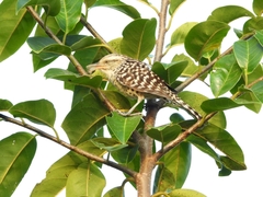 Campylorhynchus zonatus