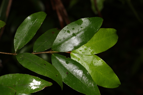 Austrobuxus swainii (Austrobuxus swainii)