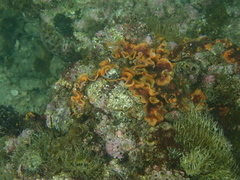 Schizoporella errata