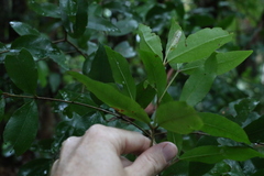 Austrobuxus swainii