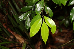 Cryptocarya meisneriana