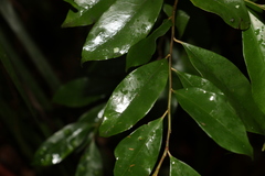 Cryptocarya meisneriana
