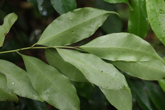 Cryptocarya meisneriana