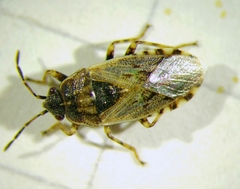 Platyplax salviae