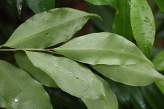 Cryptocarya meisneriana