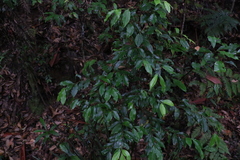 Cryptocarya meisneriana