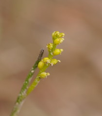 Microtis atrata