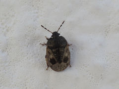 Crocistethus waltlianus