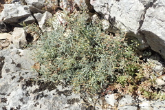 Hormathophylla spinosa