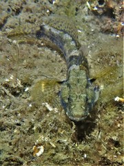 Bathygobius krefftii