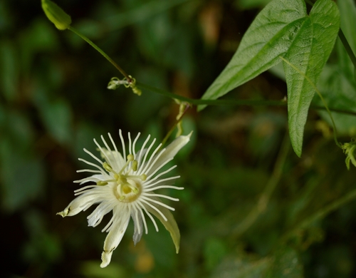 Image of Passiflora capsularis by (c) E Santos Ortega, some rights reserved (CC BY)