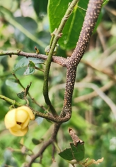 Monanthotaxis caffra