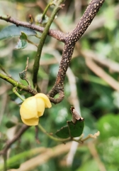 Monanthotaxis caffra