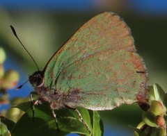 Cyanophrys longula