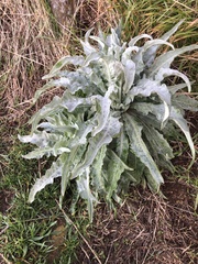 Andryala glandulosa image