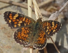 Phyciodes pallescens