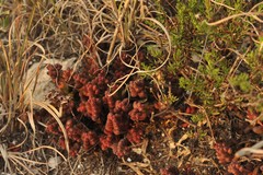 Sedum stahlii