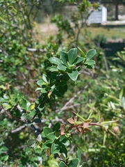 Berberis darwinii