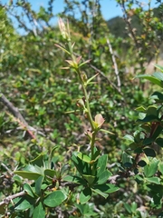 Berberis darwinii