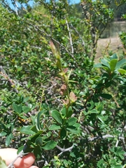 Berberis darwinii