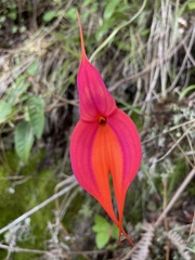 Masdevallia veitchiana