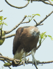 Haliaeetus ichthyaetus