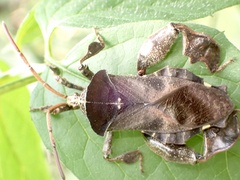 Petascelis