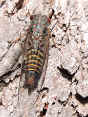 Palapsalta circumdata