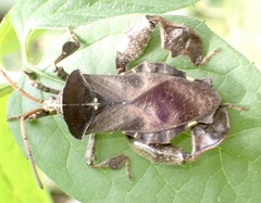 Petascelis