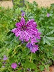 Malva sylvestris