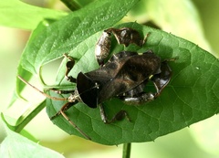 Petascelis