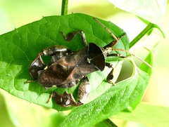 Petascelis