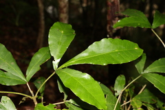 Acronychia pubescens