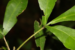 Acronychia pubescens
