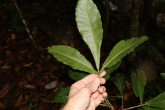 Acronychia pubescens