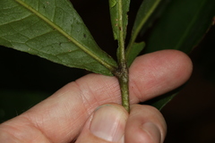 Acronychia pubescens