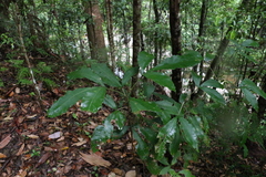 Acronychia pubescens