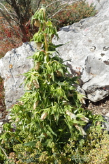 Campanula speciosa