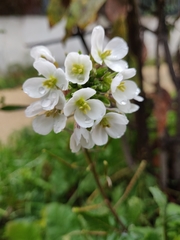 Diplotaxis erucoides