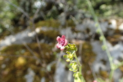 Cynoglossum pustulatum