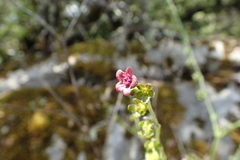 Cynoglossum pustulatum