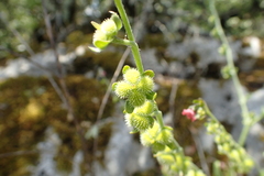 Cynoglossum pustulatum