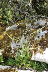 Cynoglossum pustulatum