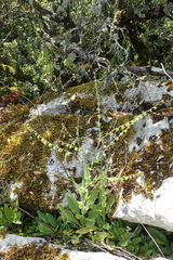 Cynoglossum pustulatum