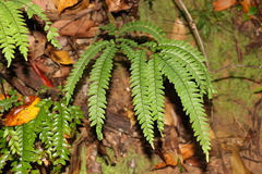 Adiantum silvaticum