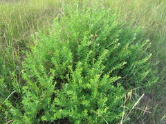 Chamaecytisus ruthenicus