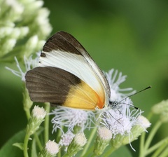 Mylothris chloris chloris