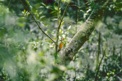 Dinopium javanense javanense